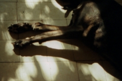 Black Dog-Summersleep